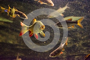 The common ruddÃÂ Scardinius erythrophthalmus. Fish from Europe and Asia photo